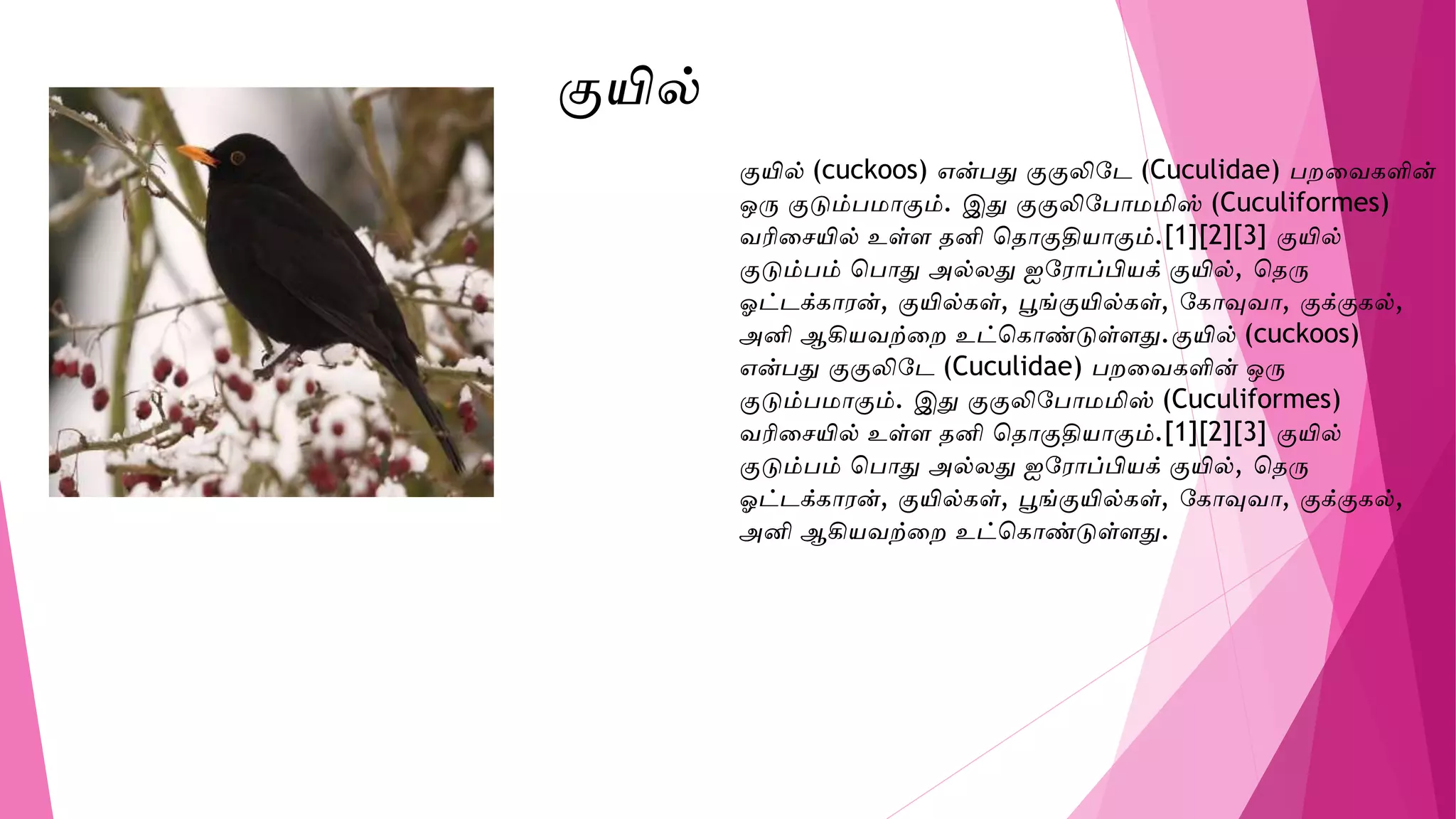 குயில் (cuckoos) என்பதுவ குகுலிடே (Cuculidae) பறவைகளின்
ஒரு குடும்பமாகும். இதுவ குகுலிடபாமமிஸ் (Cuculiformes)
ைரிவேயில் உள்ை தனி சதாகுதியாகும்.[1][2][3] குயில்
குடும்பம் சபாதுவ அல்லதுவ ஐடோப்பியக் குயில், சதரு
ஓட்ேக்காேன், குயில்கள், பூங்குயில்கள், டகாவுைா, குக்குகல்,
அனி ஆகியைற்வற உட்சகாண்டுள்ைதுவ.குயில் (cuckoos)
என்பதுவ குகுலிடே (Cuculidae) பறவைகளின் ஒரு
குடும்பமாகும். இதுவ குகுலிடபாமமிஸ் (Cuculiformes)
ைரிவேயில் உள்ை தனி சதாகுதியாகும்.[1][2][3] குயில்
குடும்பம் சபாதுவ அல்லதுவ ஐடோப்பியக் குயில், சதரு
ஓட்ேக்காேன், குயில்கள், பூங்குயில்கள், டகாவுைா, குக்குகல்,
அனி ஆகியைற்வற உட்சகாண்டுள்ைதுவ.
குயில்
 