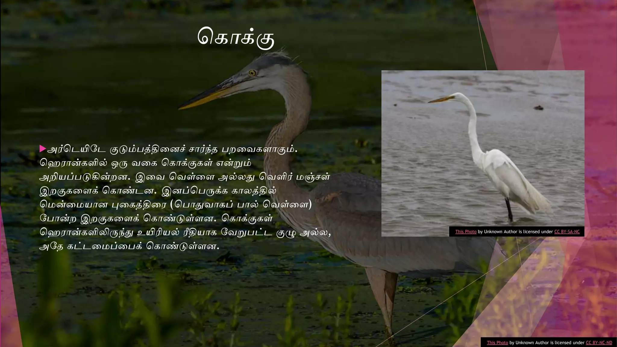 அர்சேயிடே குடும்பத்திவனச் ோர்ந்த பறவைகைாகும்.
செோன்களில் ஒரு ைவக சகாக்குகள் என்றும்
அறியப்படுகின்றன. இவை சைள்வை அல்லதுவ சைளிர் மஞ்ேள்
இறகுகவைக் சகாண்ேன. இனப்சபருக்க காலத்தில்
சமன்வமயான புவகத்திவே (சபாதுவைாகப் பால் சைள்வை)
டபான்ற இறகுகவைக் சகாண்டுள்ைன. சகாக்குகள்
செோன்களிலிருந்துவ உயிரியல் ரீதியாக டைறுபட்ே குழு அல்ல,
அடத கட்ேவமப்வபக் சகாண்டுள்ைன.
This Photo by Unknown Author is licensed under CC BY-NC-ND
This Photo by Unknown Author is licensed under CC BY-SA-NC
சகாக்கு
 