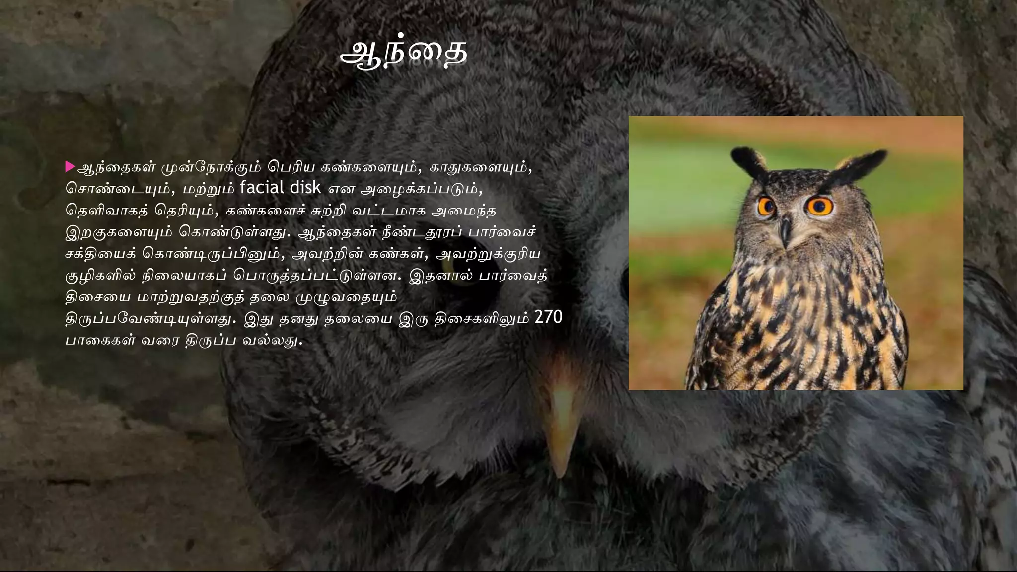 ஆந்வத
ஆந்வதகள் முன்டநாக்கும் சபரிய கண்கவையும், காதுவகவையும்,
சோண்வேயும், மற்றும் facial disk என அவழக்கப்படும்,
சதளிைாகத் சதரியும், கண்கவைச் சுற்றி ைட்ேமாக அவமந்த
இறகுகவையும் சகாண்டுள்ைதுவ. ஆந்வதகள் நீண்ேதூேப் பார்வைச்
ேக்திவயக் சகாண்டிருப்பினும், அைற்றின் கண்கள், அைற்றுக்குரிய
குழிகளில் நிவலயாகப் சபாருத்தப்பட்டுள்ைன. இதனால் பார்வைத்
திவேவய மாற்றுைதற்குத் தவல முழுைவதயும்
திருப்படைண்டியுள்ைதுவ. இதுவ தனதுவ தவலவய இரு திவேகளிலும் 270
பாவககள் ைவே திருப்ப ைல்லதுவ.
 