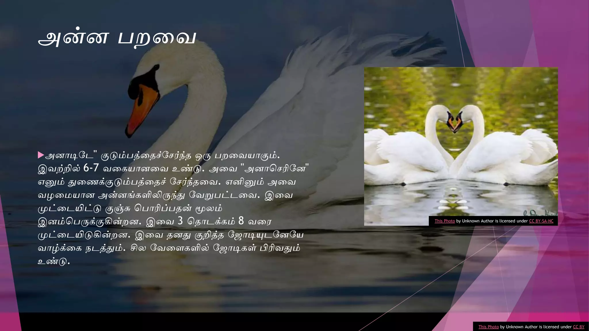 அன்ன பறவை
அனாடிடே" குடும்பத்வதச்டேர்ந்த ஒரு பறவையாகும்.
இைற்றில் 6-7 ைவகயானவை உண்டு. அவை "அனாசேரிடன"
எனும் துவவணக்குடும்பத்வதச் டேர்ந்தவை. எனினும் அவை
ைழவமயான அன்னங்களிலிருந்துவ டைறுபட்ேவை. இவை
முட்வேயிட்டு குஞ்சு சபாரிப்பதன் மூலம்
இனம்சபருக்குகின்றன. இவை 3 சதாேக்கம் 8 ைவே
முட்வேயிடுகின்றன. இவை தனதுவ குறித்த ட ாடியுேடனடய
ைாழ்க்வக நேத்துவம். சில டைவைகளில் ட ாடிகள் பிரிைதுவம்
உண்டு.
This Photo by Unknown Author is licensed under CC BY
This Photo by Unknown Author is licensed under CC BY-SA-NC
 