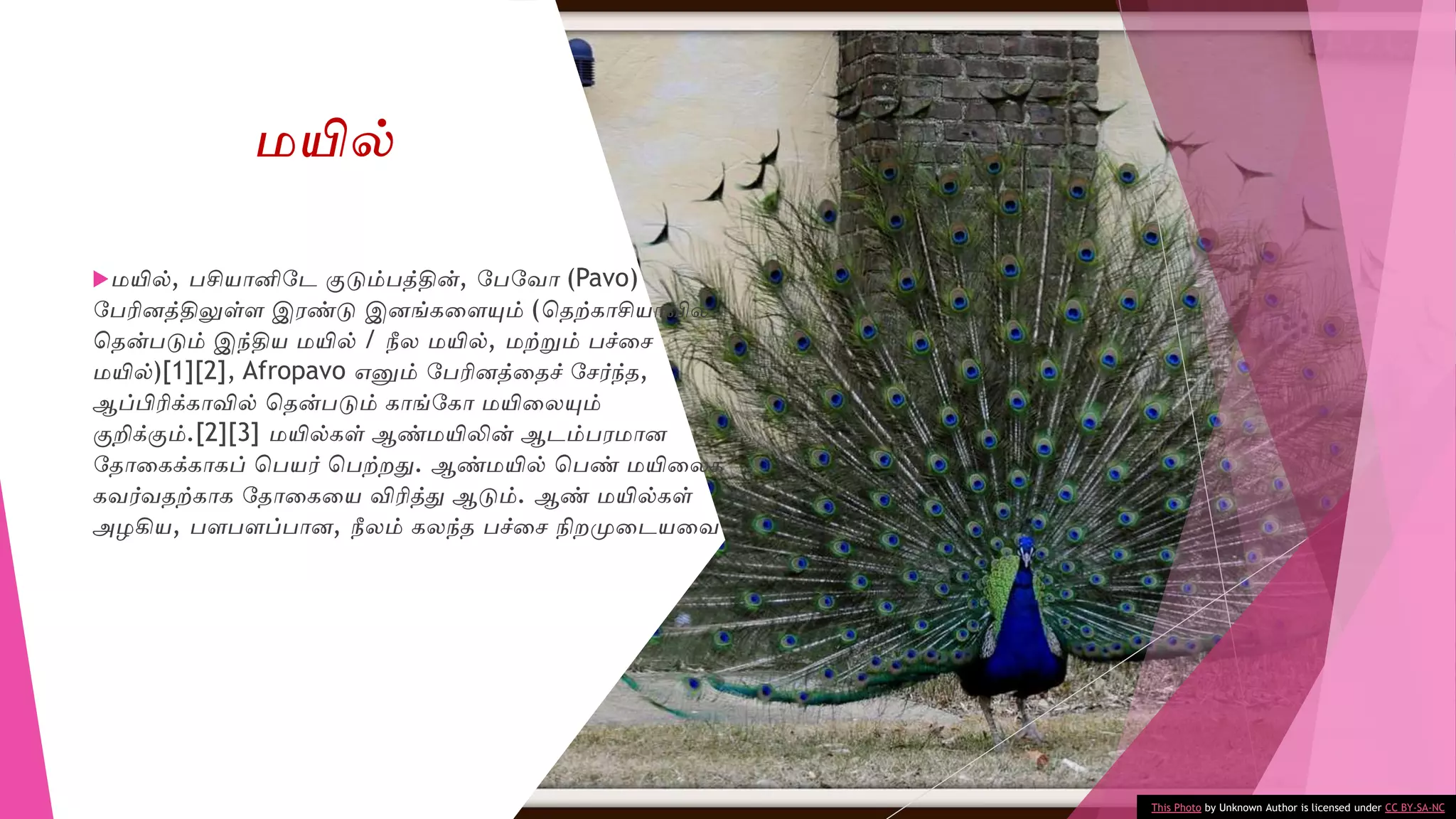 மயில், பசியானிடே குடும்பத்தின், டபடைா (Pavo)
டபரினத்திலுள்ை இேண்டு இனங்கவையும் (சதற்காசியாவில்
சதன்படும் இந்திய மயில் / நீல மயில், மற்றும் பச்வே
மயில்)[1][2], Afropavo எனும் டபரினத்வதச் டேர்ந்த,
ஆப்பிரிக்காவில் சதன்படும் காங்டகா மயிவலயும்
குறிக்கும்.[2][3] மயில்கள் ஆண்மயிலின் ஆேம்பேமான
டதாவகக்காகப் சபயர் சபற்றதுவ. ஆண்மயில் சபண் மயிவலக்
கைர்ைதற்காக டதாவகவய விரித்துவ ஆடும். ஆண் மயில்கள்
அழகிய, பைபைப்பான, நீலம் கலந்த பச்வே நிறமுவேயவை
This Photo by Unknown Author is licensed under CC BY-SA-NC
மயில்
 