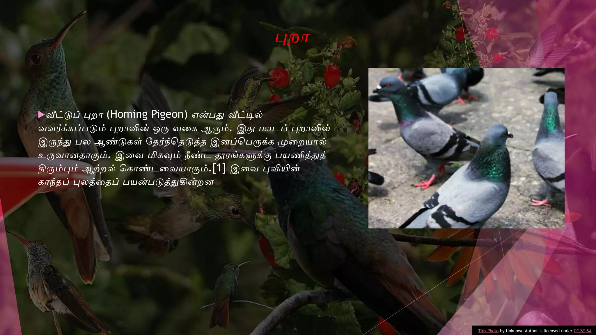 வீட்டுப் புறா (Homing Pigeon) என்பதுவ வீட்டில்
ைைர்க்கப்படும் புறாவின் ஒரு ைவக ஆகும். இதுவ மாேப் புறாவில்
இருந்துவ பல ஆண்டுகள் டதர்ந்சதடுத்த இனப்சபருக்க முவறயால்
உருைானதாகும். இவை மிகவும் நீண்ே தூேங்களுக்கு பயணித்துவத்
திரும்பும் ஆற்றல் சகாண்ேவையாகும்.[1] இவை புவியின்
காந்தப் புலத்வதப் பயன்படுத்துவகின்றன
புறா
This Photo by Unknown Author is licensed under CC BY-SA
 
