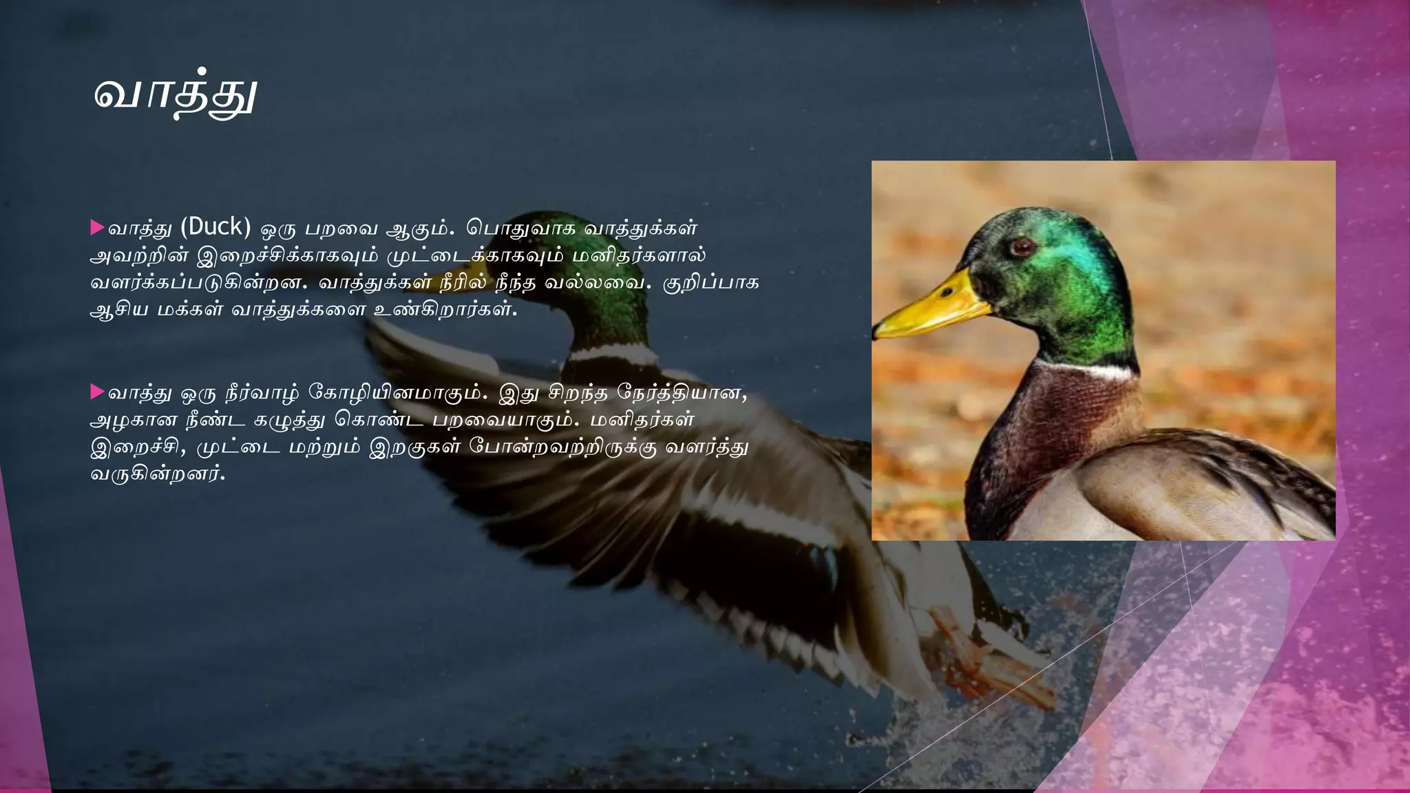 ைாத்துவ
ைாத்துவ (Duck) ஒரு பறவை ஆகும். சபாதுவைாக ைாத்துவக்கள்
அைற்றின் இவறச்சிக்காகவும் முட்வேக்காகவும் மனிதர்கைால்
ைைர்க்கப்படுகின்றன. ைாத்துவக்கள் நீரில் நீந்த ைல்லவை. குறிப்பாக
ஆசிய மக்கள் ைாத்துவக்கவை உண்கிறார்கள்.
ைாத்துவ ஒரு நீர்ைாழ் டகாழியினமாகும். இதுவ சிறந்த டநர்த்தியான,
அழகான நீண்ே கழுத்துவ சகாண்ே பறவையாகும். மனிதர்கள்
இவறச்சி, முட்வே மற்றும் இறகுகள் டபான்றைற்றிருக்கு ைைர்த்துவ
ைருகின்றனர்.
 