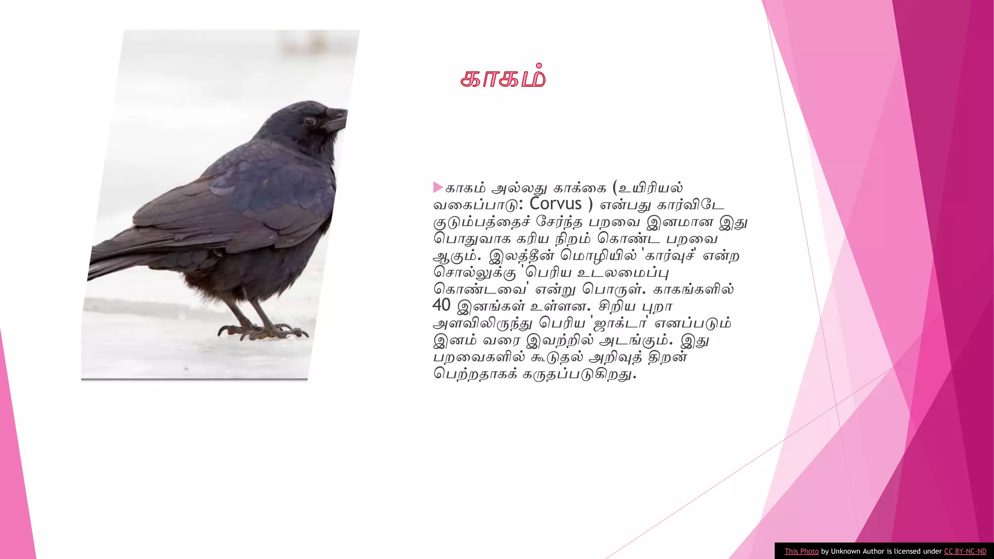 காகம் அல்லதுவ காக்வக (உயிரியல்
ைவகப்பாடு: Corvus ) என்பதுவ கார்விடே
குடும்பத்வதச் டேர்ந்த பறவை இனமான இதுவ
சபாதுவைாக கரிய நிறம் சகாண்ே பறவை
ஆகும். இலத்தீன் சமாழியில் 'கார்வுச்' என்ற
சோல்லுக்கு 'சபரிய உேலவமப்பு
சகாண்ேவை' என்று சபாருள். காகங்களில்
40 இனங்கள் உள்ைன. சிறிய புறா
அைவிலிருந்துவ சபரிய ' ாக்ோ' எனப்படும்
இனம் ைவே இைற்றில் அேங்கும். இதுவ
பறவைகளில் கூடுதல் அறிவுத் திறன்
சபற்றதாகக் கருதப்படுகிறதுவ.
This Photo by Unknown Author is licensed under CC BY-NC-ND
 