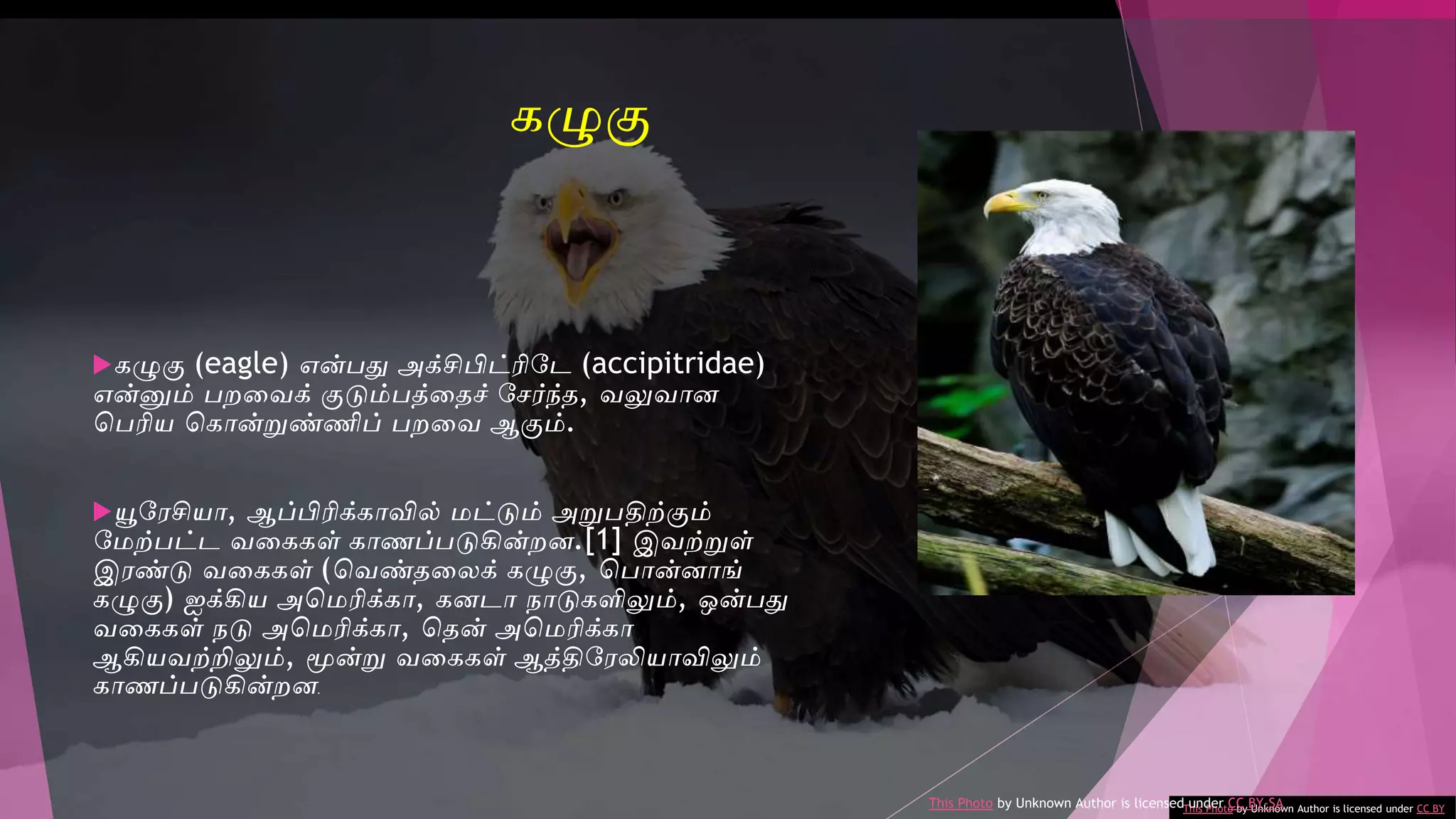 கழுகு (eagle) என்பதுவ அக்சிபிட்ரிடே (accipitridae)
என்னும் பறவைக் குடும்பத்வதச் டேர்ந்த, ைலுைான
சபரிய சகான்றுண்ணிப் பறவை ஆகும்.
யூடேசியா, ஆப்பிரிக்காவில் மட்டும் அறுபதிற்கும்
டமற்பட்ே ைவககள் காணப்படுகின்றன.[1] இைற்றுள்
இேண்டு ைவககள் (சைண்தவலக் கழுகு, சபான்னாங்
கழுகு) ஐக்கிய அசமரிக்கா, கனோ நாடுகளிலும், ஒன்பதுவ
ைவககள் நடு அசமரிக்கா, சதன் அசமரிக்கா
ஆகியைற்றிலும், மூன்று ைவககள் ஆத்திடேலியாவிலும்
காணப்படுகின்றன.
This Photo by Unknown Author is licensed under CC BY
This Photo by Unknown Author is licensed under CC BY-SA
கழுகு
 