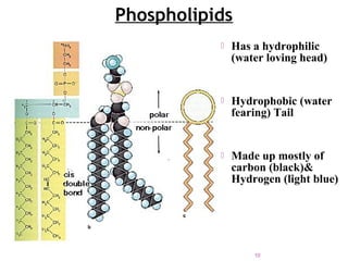 Phospholipids
 Has a hydrophilic
(water loving head)
 Hydrophobic (water
fearing) Tail
 Made up mostly of
carbon (black)&
Hydrogen (light blue)
10
 