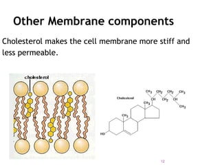 Other Membrane components
Cholesterol makes the cell membrane more stiff and
less permeable.
12
 
