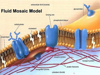 Fluid Mosaic ModelFluid Mosaic Model
13
 
