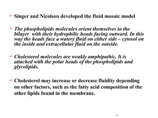  Singer and Nicolson developed the fluid mosaic model
 The phospholipids molecules orient themselves in the
bilayer with their hydrophilic heads facing outward. In this
way the heads face a watery fluid on either side – cytosol on
the inside and extracellular fluid on the outside.
 Cholesterol molecules are weakly amphipathic. It is
attached with the polar heads of the phospholipids and
glycolipids.
 Cholesterol may increase or decrease fluidity depending
on other factors, such as the fatty acid composition of the
other lipids found in the membrane.
14
 