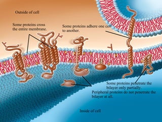 Inside of cell
Outside of cell
Some proteins penetrate the
bilayer only partially.
Some proteins adhere one cell
to another.
Some proteins cross
the entire membrane.
Peripheral proteins do not penetrate the
bilayer at all.
19
 
