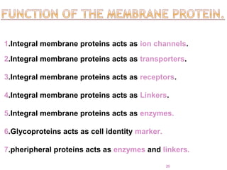 1.Integral membrane proteins acts as ion channels.
2.Integral membrane proteins acts as transporters.
3.Integral membrane proteins acts as receptors.
4.Integral membrane proteins acts as Linkers.
5.Integral membrane proteins acts as enzymes.
6.Glycoproteins acts as cell identity marker.
7.pheripheral proteins acts as enzymes and linkers.
20
 