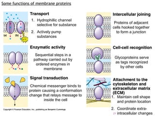 Some functions of membrane proteins
1. Hydrophillic channel
selective for substance
2. Actively pump
substances
Sequential steps in a
pathway carried out by
ordered enzymes in
membrane
Chemical messenger binds to
protein causing a conformation
change that relays message to
inside the cell
Proteins of adjacent
cells hooked together
to form a junction
Glycoproteins serve
as tags recognized
by other cells
1. Maintain cell shape
and protein location
2. Coordinate extra-
intracellular changes21
 