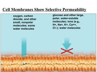 Cell Membranes Show Selective Permeability
oxygen, carbon
dioxide, and other
small, nonpolar
molecules; some
water molecules
glucose and other large,
polar, water-soluble
molecules; ions (e.g.,
H+, Na+, K+, Ca++,
Cl–); water molecules
22
 