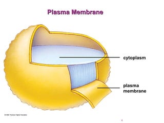 Plasma MembranePlasma Membrane
cytoplasm
plasma
membrane
4
 