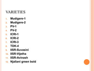 VARIETIES
1. Mudigere-1
2. Mudigere-2
3. PV-1
4. PV-2
5. ICRI-1
6. ICRI-2
7. ICRI-3
8. TDK-4
9. IISR-Suvasini
10. IISR-Vijetha
11. IISR-Avinash
12. Njallani green bold
 