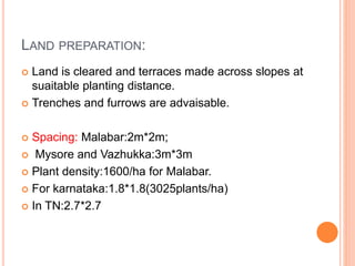 LAND PREPARATION:
 Land is cleared and terraces made across slopes at
suaitable planting distance.
 Trenches and furrows are advaisable.
 Spacing: Malabar:2m*2m;
 Mysore and Vazhukka:3m*3m
 Plant density:1600/ha for Malabar.
 For karnataka:1.8*1.8(3025plants/ha)
 In TN:2.7*2.7
 