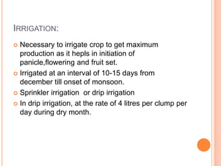 IRRIGATION:
 Necessary to irrigate crop to get maximum
production as it hepls in initiation of
panicle,flowering and fruit set.
 Irrigated at an interval of 10-15 days from
december till onset of monsoon.
 Sprinkler irrigation or drip irrigation
 In drip irrigation, at the rate of 4 litres per clump per
day during dry month.
 