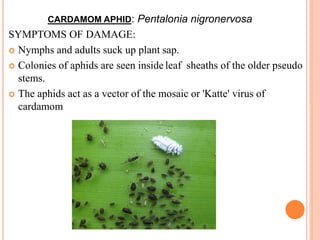 CARDAMOM APHID: Pentalonia nigronervosa
SYMPTOMS OF DAMAGE:
 Nymphs and adults suck up plant sap.
 Colonies of aphids are seen inside leaf sheaths of the older pseudo
stems.
 The aphids act as a vector of the mosaic or 'Katte' virus of
cardamom
 