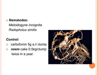  Nematodes:
Meloidogyne incognita
Radopholus similis
Control:
 carbofuron 5g a.i/ clump
 neem cake 0.5kg/clump
twice in a year.
 