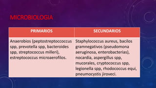 MICROBIOLOGIA
PRIMARIOS SECUNDARIOS
Anaerobios (peptostreptoccoccus
spp, prevotella spp, bacteroides
spp, streptococcus milleri),
estreptococcus microaerofilos.
Staphylococcus aureus, bacilos
gramnegativos (pseudomona
aeruginosa, enterobacterias),
nocardia, aspergillus spp,
mucorales, cryptococcus spp,
legionella spp, rhodococcus equi,
pneumocystis jiroveci.
 