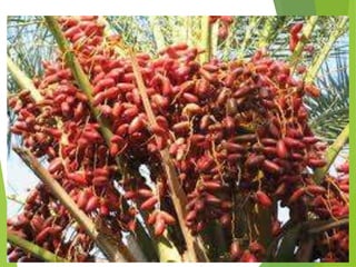 Tafsir Surah Al-Lail