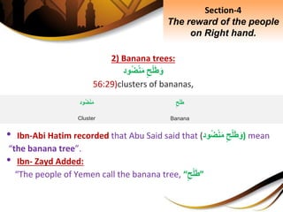 2) Banana trees:
ِ‫ح‬ْ‫ل‬َ‫ط‬َ‫و‬‫ود‬‫ض‬ْ‫ن‬َ‫م‬
56:29)clusters of bananas,
• Ibn-Abi Hatim recorded that Abu Said said that ( ِ‫ح‬ْ‫ل‬َ‫ط‬َ‫و‬‫ود‬‫ض‬ْ‫ن‬َ‫م‬ ) mean
“the banana tree”.
• Ibn- Zayd Added:
“The people of Yemen call the banana tree, “ِ‫ح‬ْ‫ل‬َ‫ط‬”
Section-4
The reward of the people
on Right hand.
ِ‫ح‬ْ‫ل‬َ‫ط‬
Banana
‫ود‬‫ض‬ْ‫ن‬َ‫م‬
Cluster
 