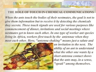 Surah An-Naml-The miracle in the ant!! | PPT