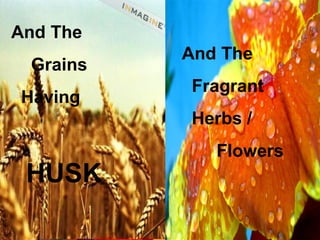And The
          And The
 Grains
          Fragrant
Having
          Herbs /
             Flowers
 HUSK
 