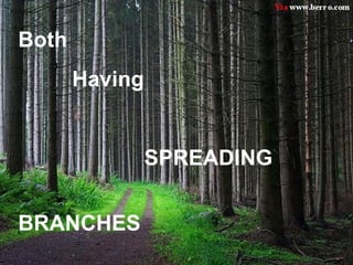 Both
       Having


                SPREADING


BRANCHES
 