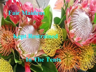 Fair Maidens


 Kept Restrained


     In The Tents
 