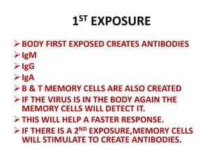1ST EXPOSURE
BODY FIRST EXPOSED CREATES ANTIBODIES
IgM
IgG
IgA
B & T MEMORY CELLS ARE ALSO CREATED
IF THE VIRUS IS IN THE BODY AGAIN THE
MEMORY CELLS WILL DETECT IT.
THIS WILL HELP A FASTER RESPONSE.
IF THERE IS A 2ND EXPOSURE,MEMORY CELLS
WILL STIMULATE TO CREATE ANTIBODIES.
 
