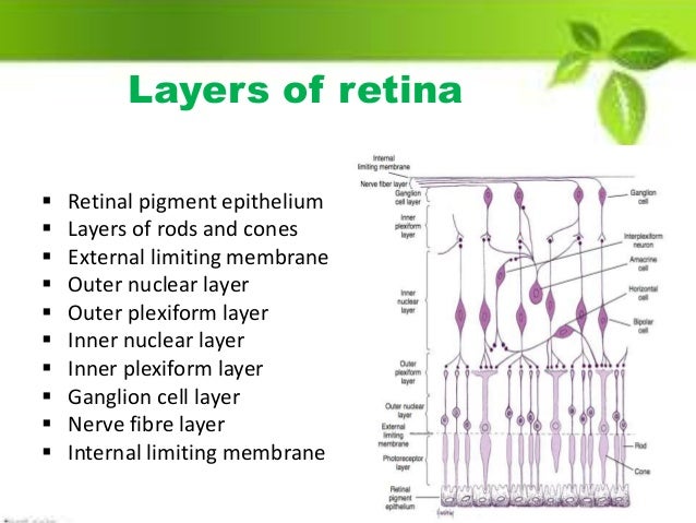 Suraj Chhetri Retina
