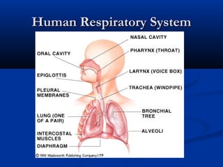 Human Respiratory System
 