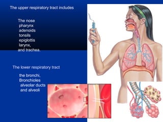 The upper respiratory tract includes


    The nose
     pharynx
     adenoids
     tonsils
     epiglottis
     larynx,
    and trachea.



 The lower respiratory tract

     the bronchi,
     Bronchioles
      alveolar ducts
      and alveoli
 