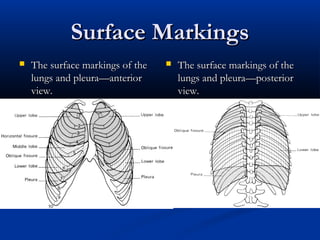 Surface Markings
   The surface markings of the      The surface markings of the
    lungs and pleura—anterior         lungs and pleura—posterior
    view.                             view.
 
