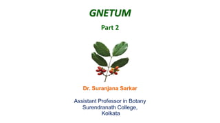GNETUM
Part 2
Dr. Suranjana Sarkar
Assistant Professor in Botany
Surendranath College,
Kolkata
 