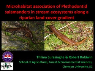 Microhabitat association of Plethodontid
salamanders in stream ecosystems along a
       riparian land-cover gradient




                   Thilina Surasinghe & Robert Baldwin
      School of Agricultural, Forest & Environmental Sciences,
                                        Clemson University, SC
 