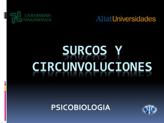 SURCOS Y
CIRCUNVOLUCIONES
PSICOBIOLOGIA
 