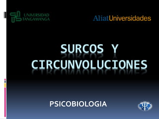 SURCOS Y
CIRCUNVOLUCIONES
PSICOBIOLOGIA