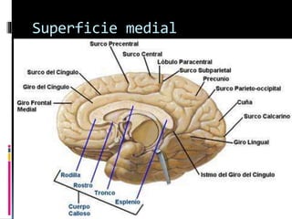 Superficie medial