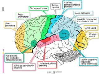 Surcos y circunvoluciones