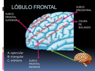SURCO
FRONTAL
SUPERIOR
SURCO
FRONTAL
INFERIOR
CISURA
DE
ROLANDO
SURCO
PRECENTRAL
A: opercular
B: triangular
C: orbitaria
LÓBULO FRONTAL
