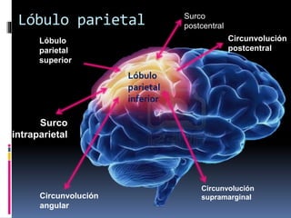 Lóbulo parietal
Lóbulo
parietal
superior
Lóbulo
parietal
inferior
Surco
postcentral
Surco
intraparietal
Circunvolución
supramarginalCircunvolución
angular
Circunvolución
postcentral