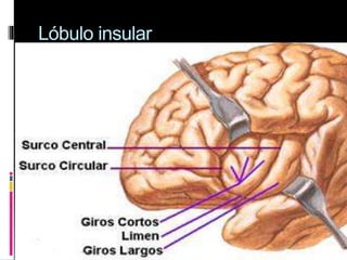 Lóbulo insular