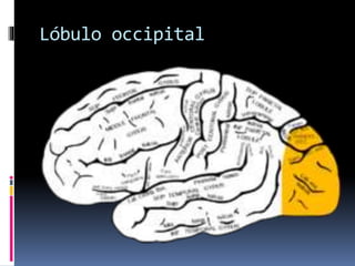 Lóbulo occipital