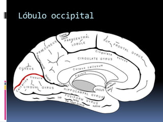 Lóbulo occipital