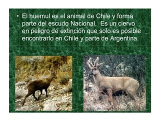 Sur de chile