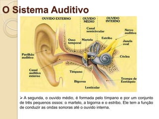 Uma pessoa com Surdez Leve apresenta uma perda auditiva entre 20 e 40 dB, uma grande dificuldade para aprender fonemas agudos e aprenderá a falar com vários erros articulatórios. Geralmente, este nível de surdez é descoberto no momento em que se está aprendendo a ler e a escrever.