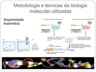 Metodologia e técnicas da biologia
molecular utilizadas
Sequenciação
Automática
 