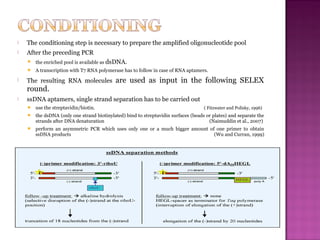  The conditioning step is necessary to prepare the amplified oligonucleotide pool
 After the preceding PCR
 the enriched pool is available as dsDNA.
 A transcription with T7 RNA polymerase has to follow in case of RNA aptamers.
 The resulting RNA molecules are used as input in the following SELEX
round.
 ssDNA aptamers, single strand separation has to be carried out
 use the streptavidin/biotin. ( Fitzwater and Polisky, 1996)
 the dsDNA (only one strand biotinylated) bind to streptavidin surfaces (beads or plates) and separate the
strands after DNA denaturation (Naimuddin et al., 2007)
 perform an asymmetric PCR which uses only one or a much bigger amount of one primer to obtain
ssDNA products (Wu and Curran, 1999)
 
